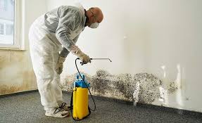 Best Mold Odor Removal Services  in Bristol, CT