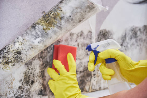 Mold Odor Removal Services